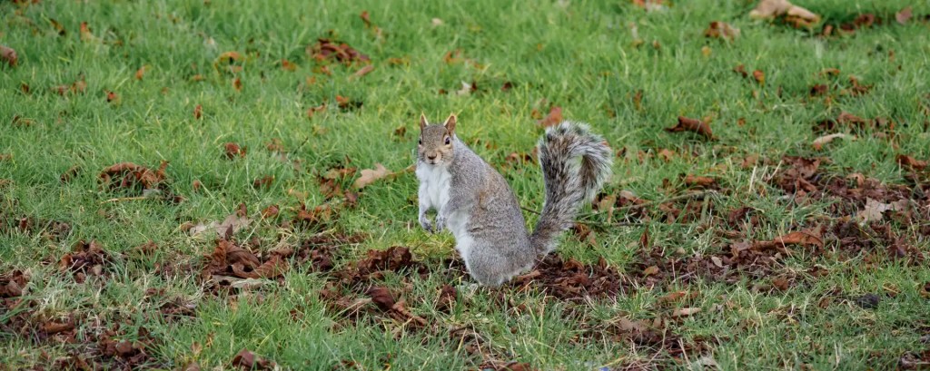 Uno scoiattolo grigio